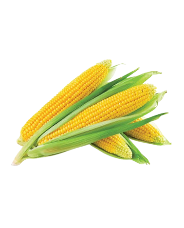 Maize