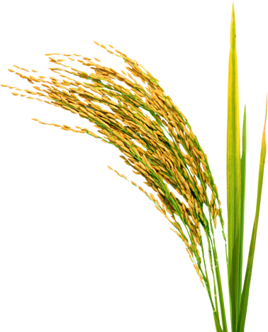 Rice Paddy